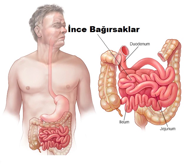 BAĞIRSAĞINIZDAKİ DIŞKIYI TEMİZLEYEREK 3 HAFTADA 10 KİLO VERİN!