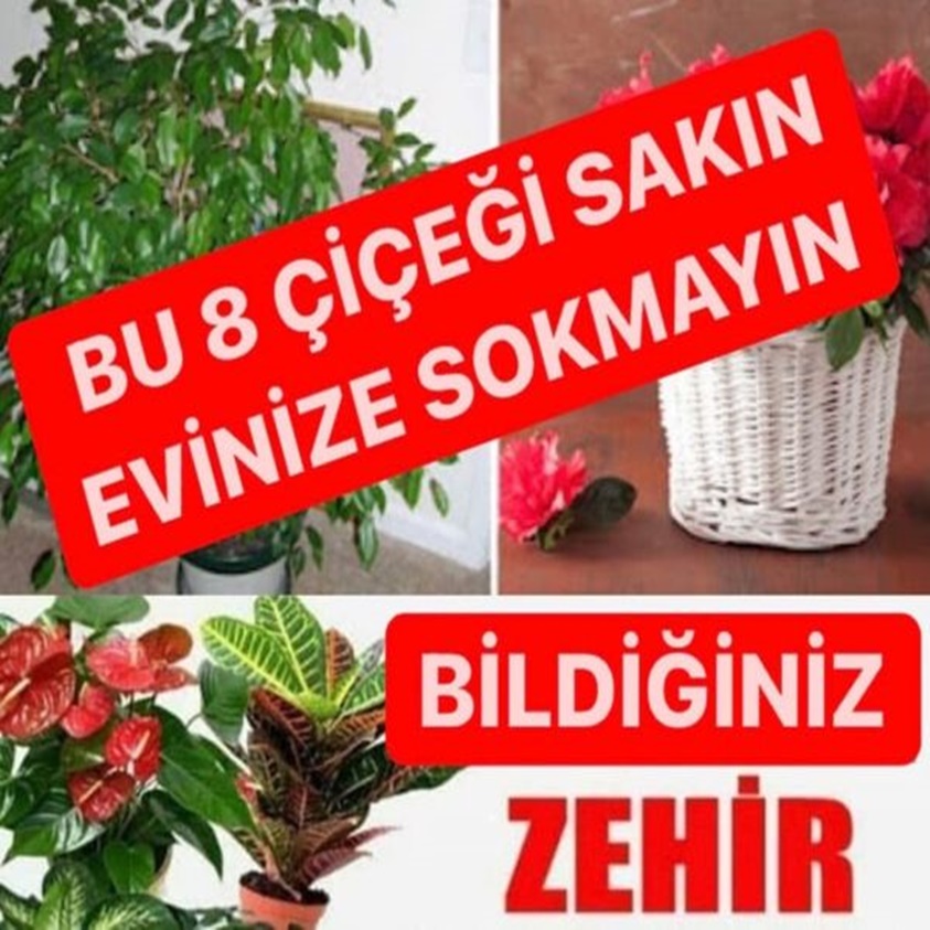 BU 8 ÇİÇEĞİ SAKIN EVİNİZE SOKMAYIN