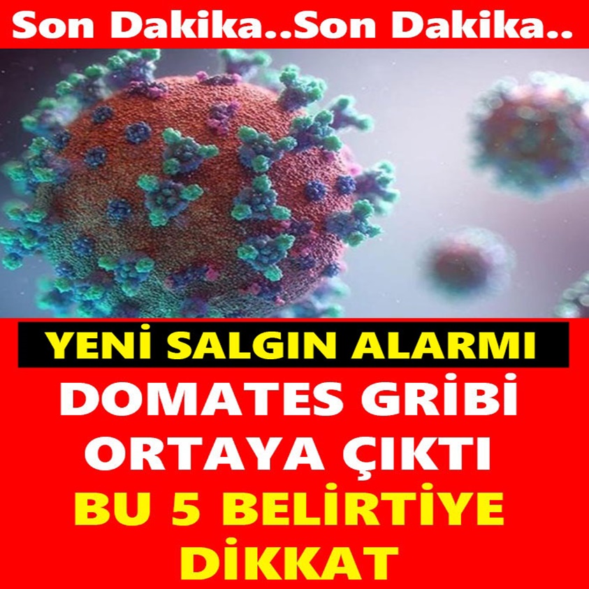 DOMATES GRİBİ ORTAYA ÇIKTI BU 5 BELİRTİYE DİKKAT