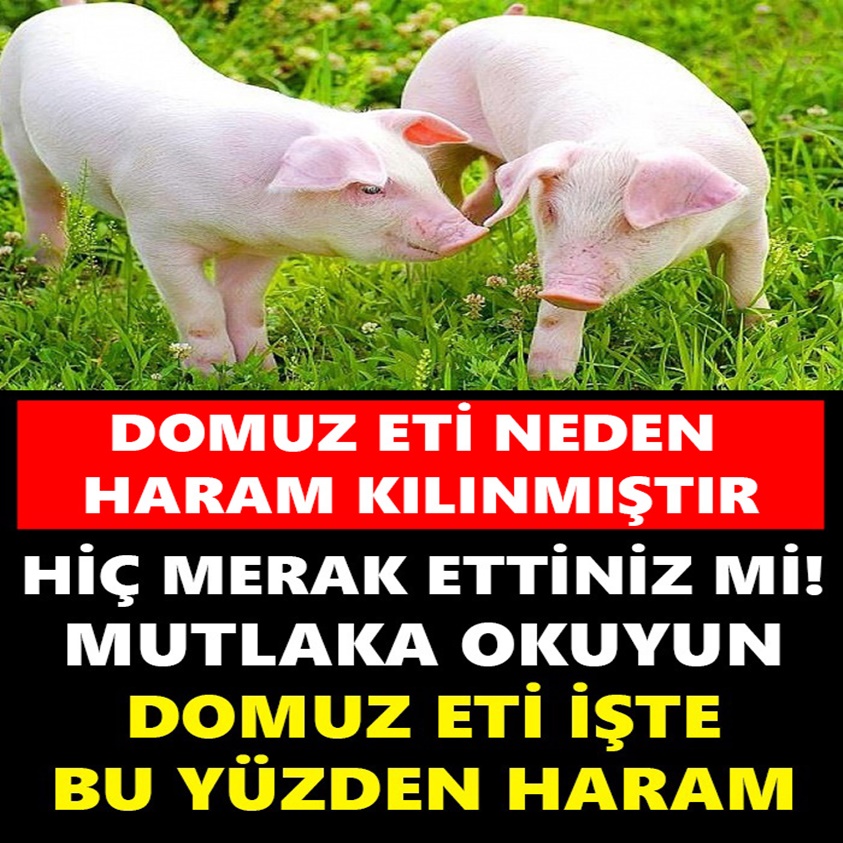 DOMUZ ETİ NEDEN HARAM KILINMIŞTIR HİÇ MERAK ETTİNİZ Mİ!