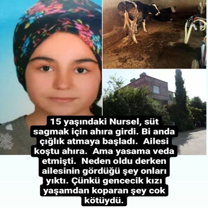 FLAŞ HABER.. 15 YAŞINDAKİ NURSEL SÜT SAĞMAK İÇİN AHIRA GİRDİ