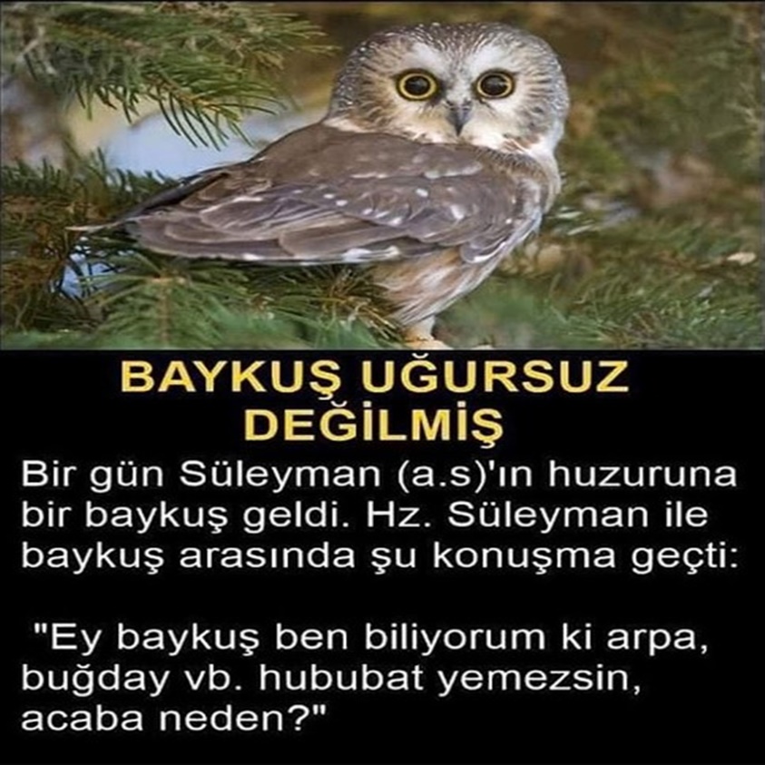 FLAŞ HABER.. BAYKUŞ UĞURSUZ DEĞİLMİŞ