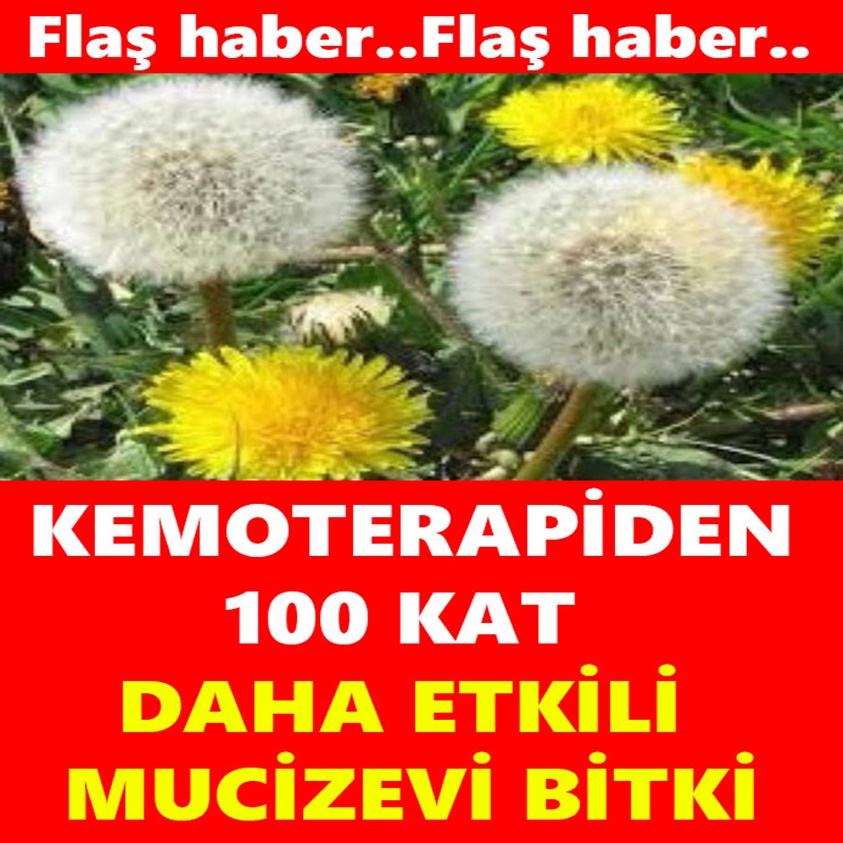 FLAŞ HABER.. KEMOTERAPİDEN 100 KAT DAHA ETKİLİ MUCİZE BİTKİ