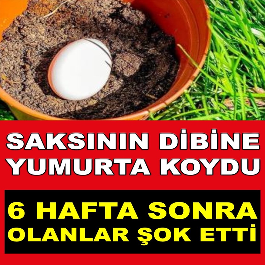 SAKSININ DİBİNE YUMURTA KOYDU 6 HAFTA SONRA OLANLAR ŞOK ETTİ