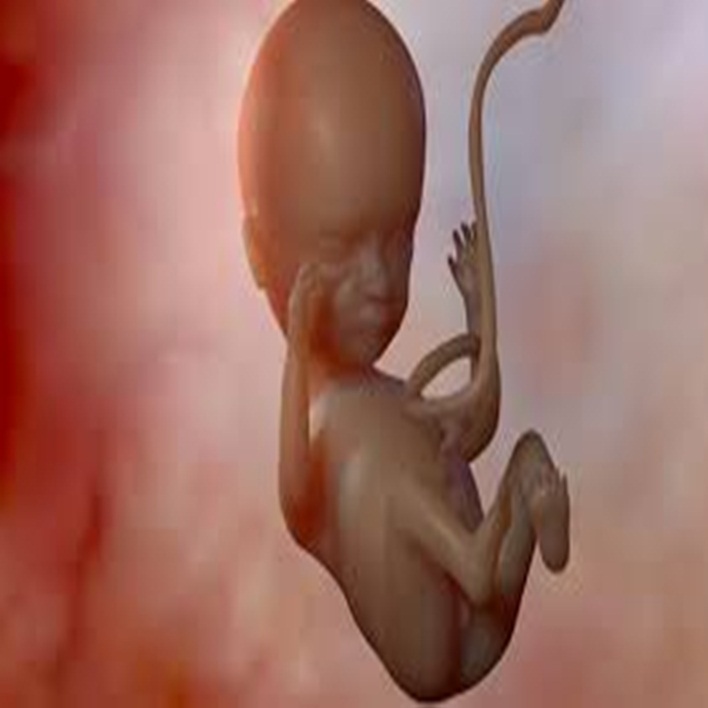 embriyo-cinsiyeti-nasil-anlasilir