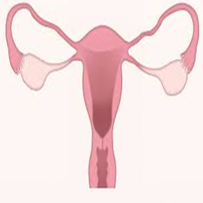 uterusun-gorevleri